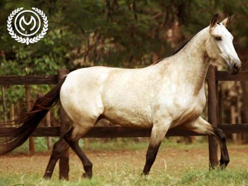 Haras Selva Morena - Cavalo: Iolanda Santa Nhá Chica N.R.M